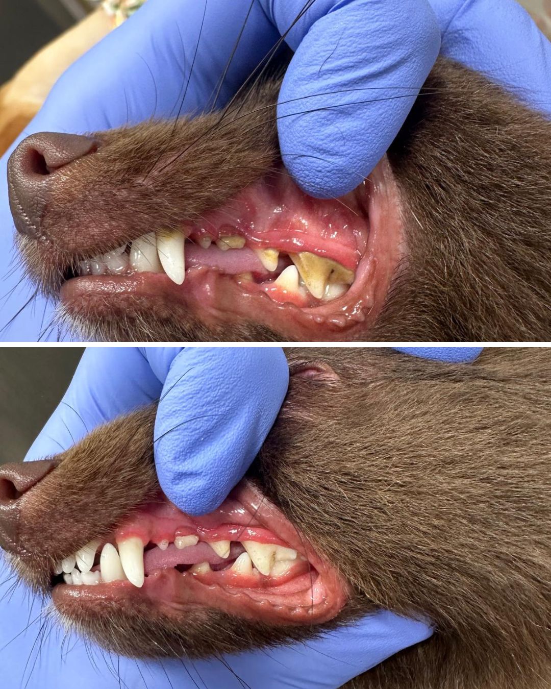 Diseño sin título (3)